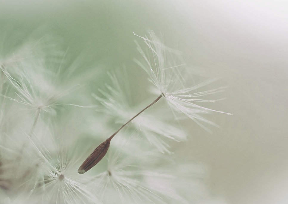 Dandelion Parachute Seed